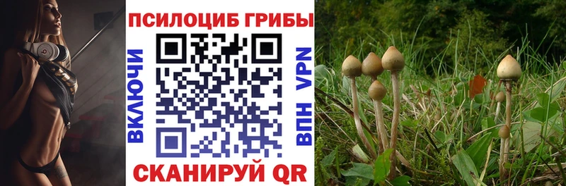 Галлюциногенные грибы Psilocybe  Петрозаводск 